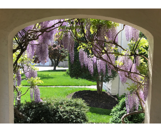 purple hanging flowers